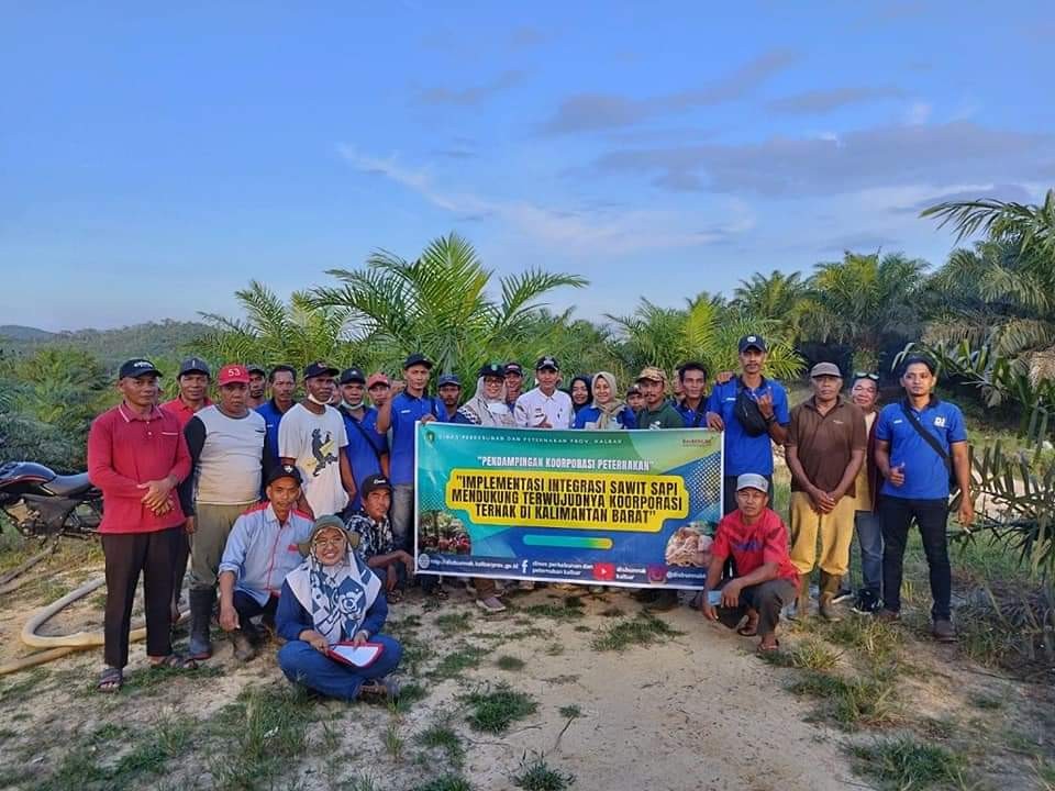 Pendampingan koorporasi Sistem Integrasi Sapi Sawit di Kabupaten Sanggau