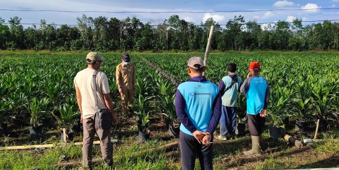 Realisasi peremajaan sawit rakyat di Kalbar capai 17.618 ha