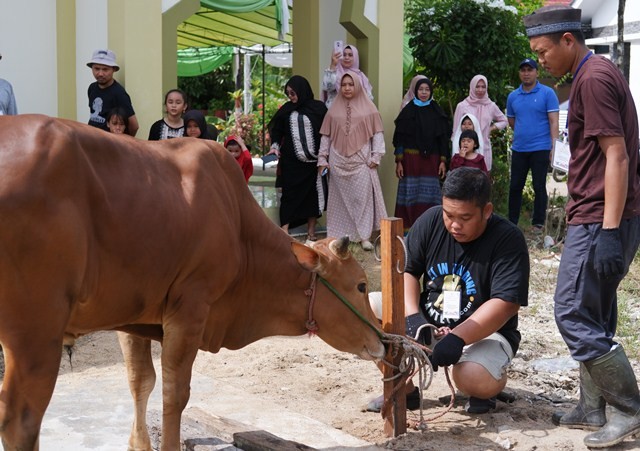 Neraca sapi dan kambing kurban 1444 H di Kalbar masih surplus 649 ekor