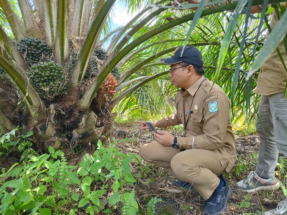 Kadisbunnak Kalbar monitoring program PSR di Kecamatan Paloh