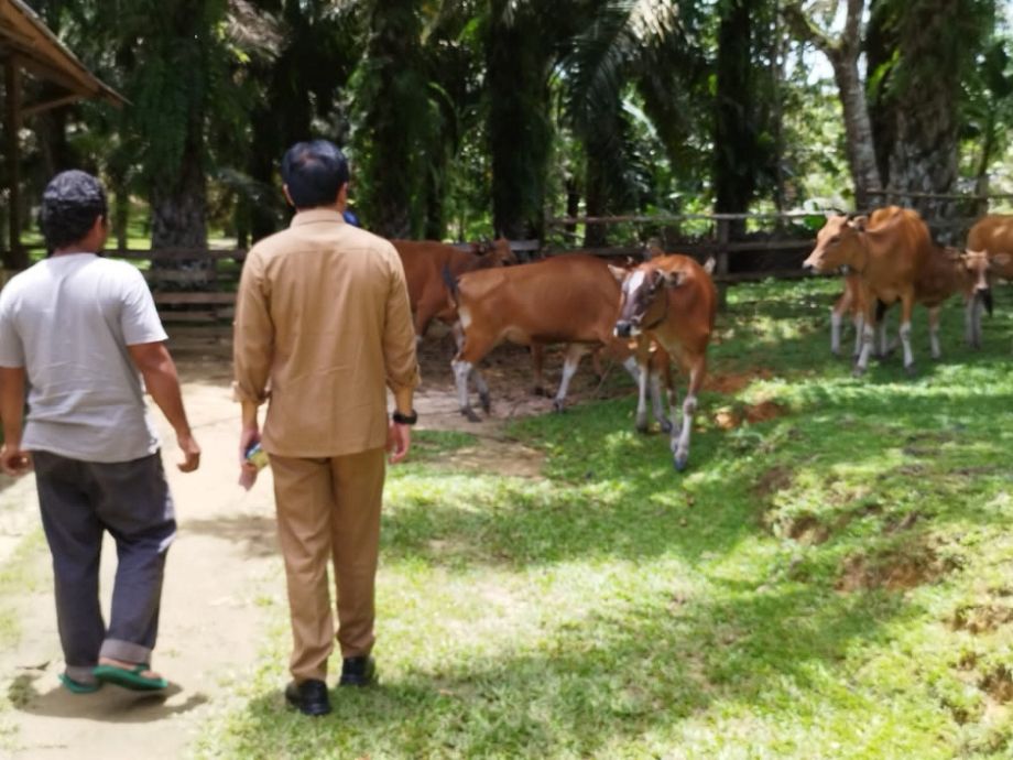 Target pengembangan Siska di  Kalbar 2024 sebanyak 2.600 ekor sapi