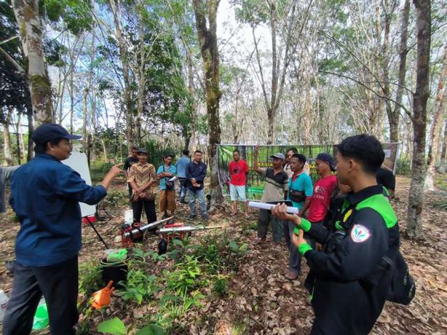 Pendampingan Pengendalian Penyakit Gugur Daun Karet di Sekadau