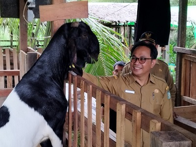 Kadisbunak Kalbar monitoring peternak kambing di Sambas